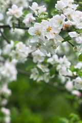 Wall Mural - Flowers apple tree on branch with leaves after the rain in spring time in garden on background blur