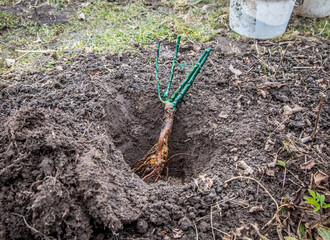 Planting a rose seedling in the open ground. Gardening works.