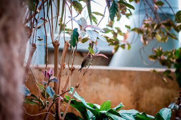 Wall Mural - Finch perched on a plant in the tropical greenhouse at the Frederik Meijer Gardens