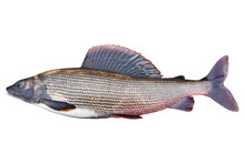 Arctic Grayling Fish Isolated On White Background. Freshwater Fish. Amazing Sport Grayling Fish Isolated With Clipping Path