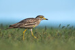 The Eurasian stone-curlew in the grass
