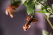 Periodical cicadas from 