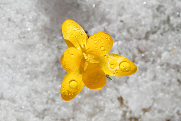 Fototapete - Spring flowers grow under the snow, a beautiful composition for Easter cards. Yellow crocuses in the sun rose after winter, beautiful primroses bloom on April day.