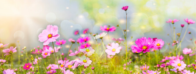 cosmos flowers blooming panorama with sunset in the morning and bokeh in the garden.concept festival