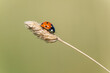 Ladybird Coccinella septempunctata on diagonal stalk of dry grass in Spring