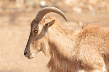 Female Barbary Sheep On A Brown Background