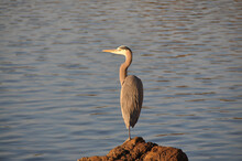 Great Blue Heron Standing On A Rock