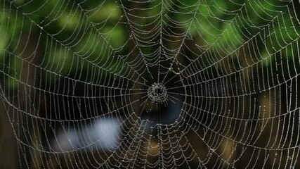 macro with blur of spider web full of morning dew drops hanging on the fence in a farm