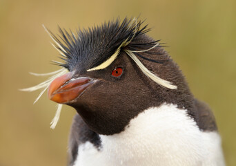 Wall Mural - portrait of a southern rockhopper penguin against clear background