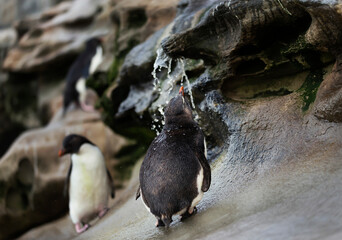 Wall Mural - southern rockhopper penguin taking shower under a stream of water