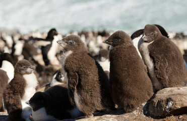 Wall Mural - rockhopper penguin chicks standing on rocks in a rookery