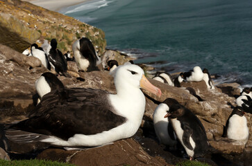 Wall Mural - close up of a black-browed albatross sitting on a nest