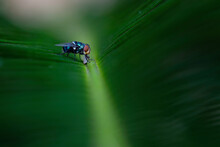 Little Fly In The Green Leaf
