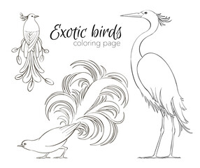 Hand drawn coloring page made of black and white digital illustration of exotic birds in cartoon style for web or graphic design, decoration, stickers, books