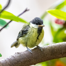 Great Tit, Baby Titmouse Waiting For His Mother To Feed Him
