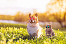 Fashionable Couple Corgi Dog And Striped Cat Sit On A Summer Sunny Meadow In Sunglasses Glasses