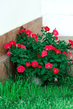 Many Colorful Red Petunias In A Flower Pot Stand In The Lush Green Grass Next To The House. Garden Decoration. Growing Seedlings. Spring Natural Background.