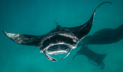 Manta swimming in the Maldives