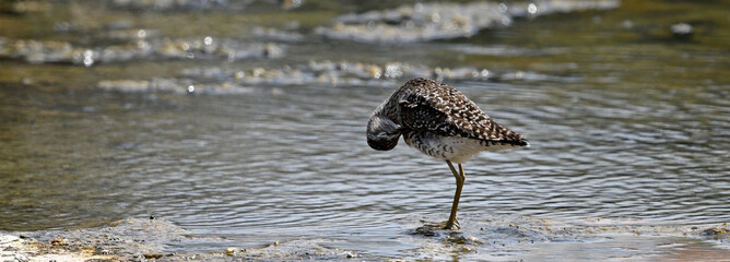 Wall Mural - Knutt  // Red Knot (Calidris canutus) 