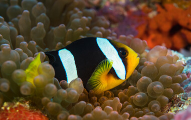 Anemone with a clownfish in the Maldives