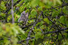 Young Tawny Owl . Strix Aluco . Waldkauz Juvenil 