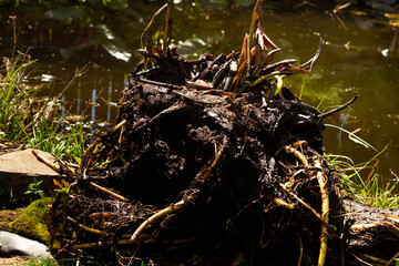 Wall Mural - The rhizome of a water lily after wintering in a film pond. Division of the rhizome.Reproduction and cultivation, growing of Nymphaea. High quality photo