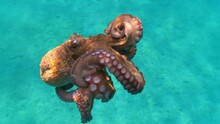 Underwater Video Of Small Octopus Swimming In Crystal Clear Exotic Island Bay