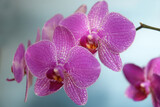 Fototapeta Storczyk - beautiful pink orchid flower isolated with defocused dots on blurred blue background