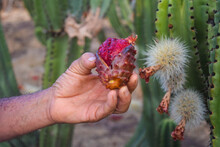 The Producer Shows Us A Pitaya Peeled Of Thorns Next To Those That Are Not Yet In Jalisco, Mexico