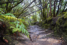 Hike To Roque Chinobre Through The Forest, Tenerife, Canary Island, Spain