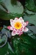 fiore di loto in uno stagno