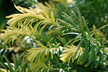 Wall Mural - Close-up Japanese Yew (Taxus cuspidata) foliage.