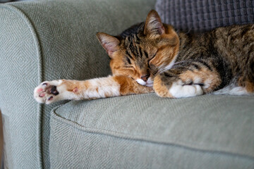 Wall Mural - Tabby cat sleeping on a green couch