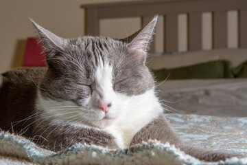 Wall Mural - Gray and white cat sleeping in the sun light