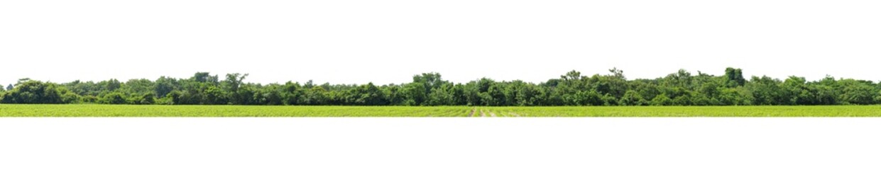   Panorama View of a High definition Treeline isolated on a white background.