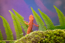 Eastern Red Spotted Newt 43