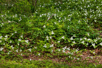 Wall Mural - The white trillium (Trillium grandiflorum)  the plant is native to eastern North America