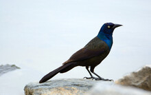 Male Common Grackle Bird Or Quiscalus Quiscula Standing On Rock By Lake Shore On Overcast Day