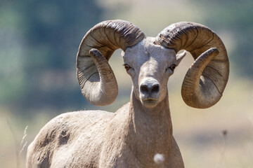 Wall Mural - bighorn sheep ram looking 