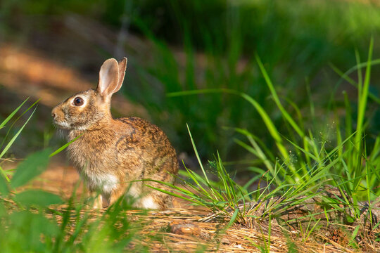 Eastern Cottontail Rabbit Sitting on a Bed of Pinestraw