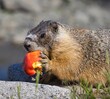 Marmots eating posing and looking cute