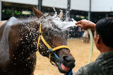 Fototapeta Do akwarium - Race horse getting cooled down after race.water spray for Cooling Down on a Hot Summer Day: Horse Wash
