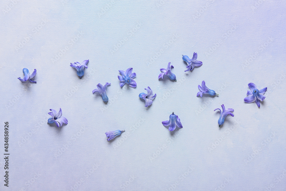 Beautiful hyacinth flowers on light background