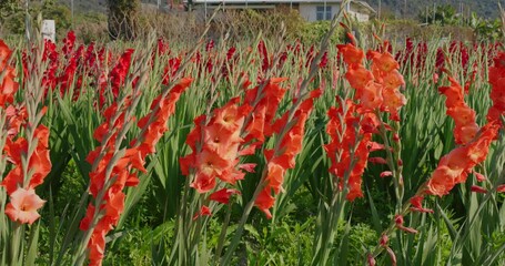 Canvas Print - Red gladiolus flower farm with sunlight