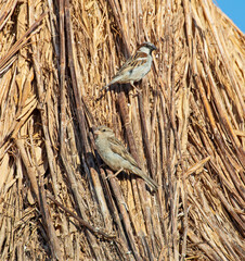 Wall Mural - House sparrow perched on straw roof