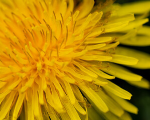 yellow dandelion petals as background