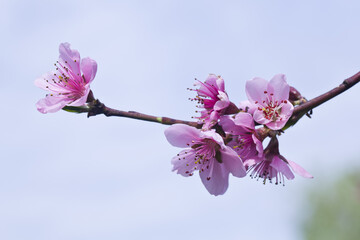 Sticker - Peach flowers against the sky.