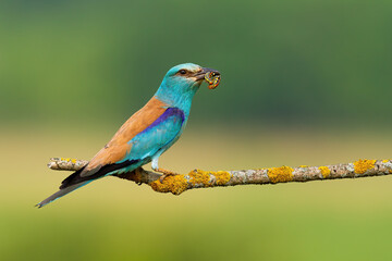 european roller, coracias garrulus, holding caterpillar on tree with copy space. little turquoise bi
