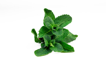 Fresh mint leaves bundle. Green mint bunch isolated on white background. Part of set.