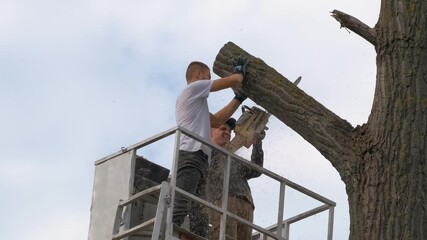 Canvas Print - Two male service workers cutting down big tree branches with chainsaw from high chair lift platform.